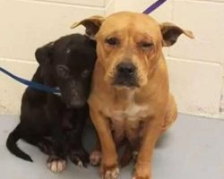 Scared Pit Bulls Cling to Each Other After Being Abandoned in a Shelter