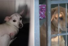 Cats and Dogs Left Without Homes After Fire—Shelter Pleads for Adopters