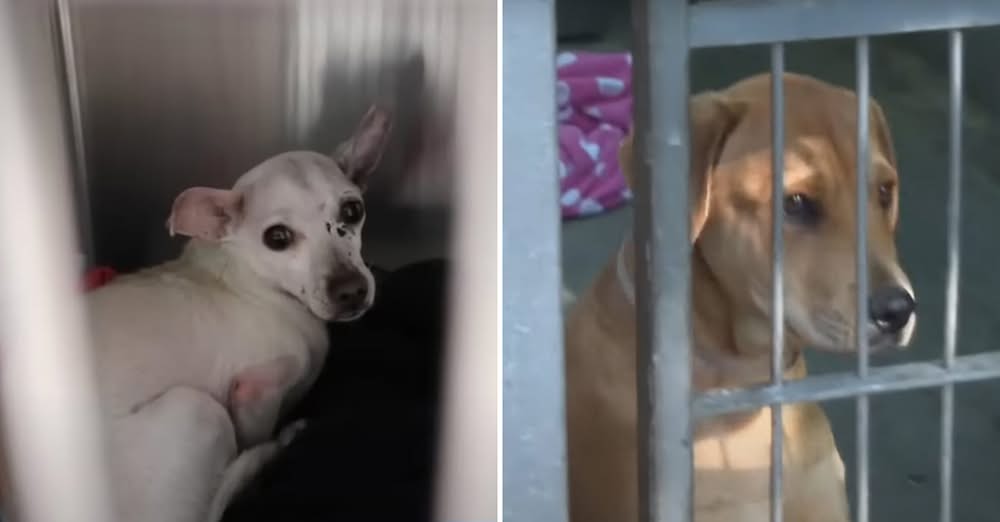 Cats and Dogs Left Without Homes After Fire—Shelter Pleads for Adopters