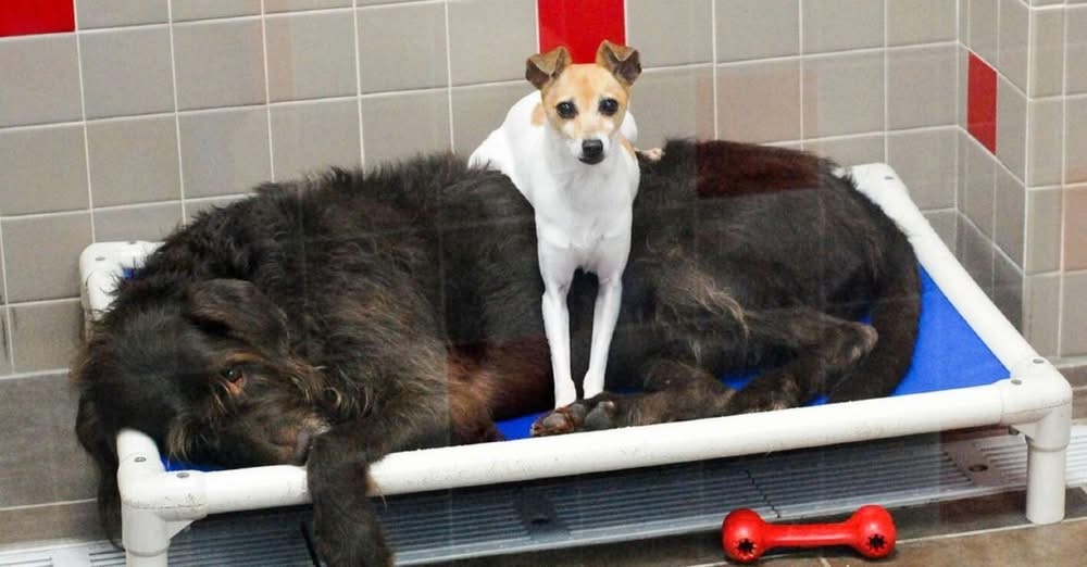 Two Shelter Dogs Who Lost Their Home Find Comfort in Each Other’s Embrace