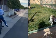 96-Year-Old Biker ‘Spreads Joy’ to Local Pets Every Single Day