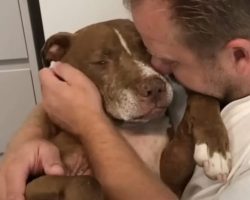Senior Dog Rescued From Abuse Finally Finds a Home in His Last Years