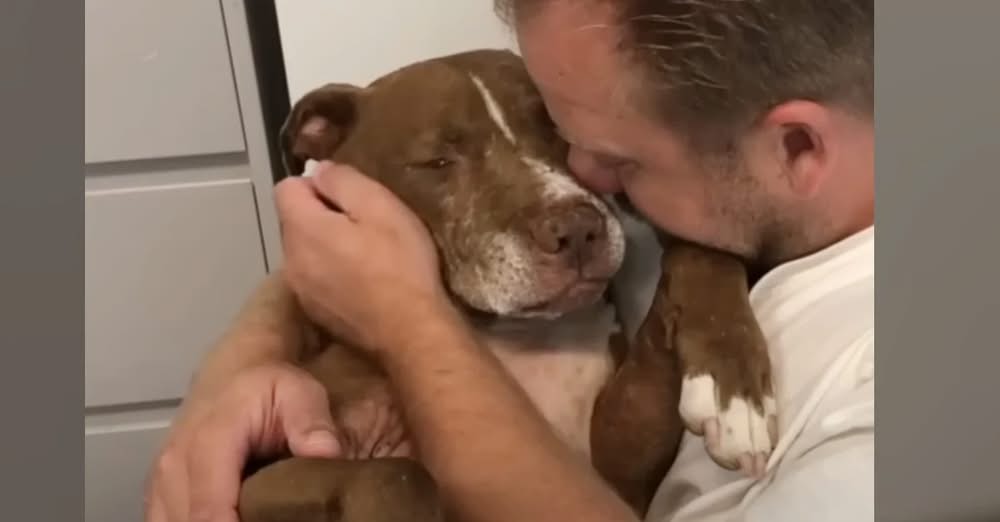 Senior Dog Rescued From Abuse Finally Finds a Home in His Last Years