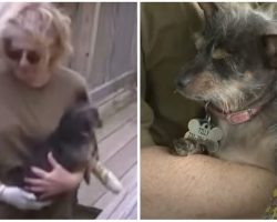 Brave Dog Mom Fights Off ‘Deranged’ Animal Attacking Her Dog In Backyard