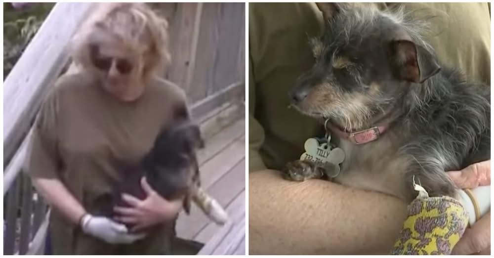 Brave Dog Mom Fights Off ‘Deranged’ Animal Attacking Her Dog In Backyard