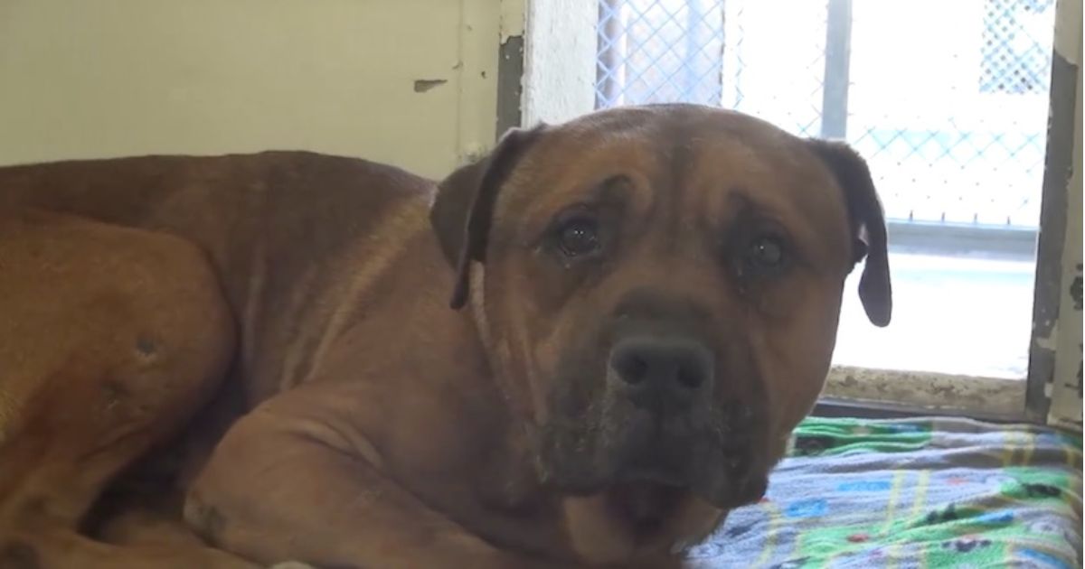 ‘Heartbroken’ Dog Cries When He Realizes His Family Isn’t Coming Back
