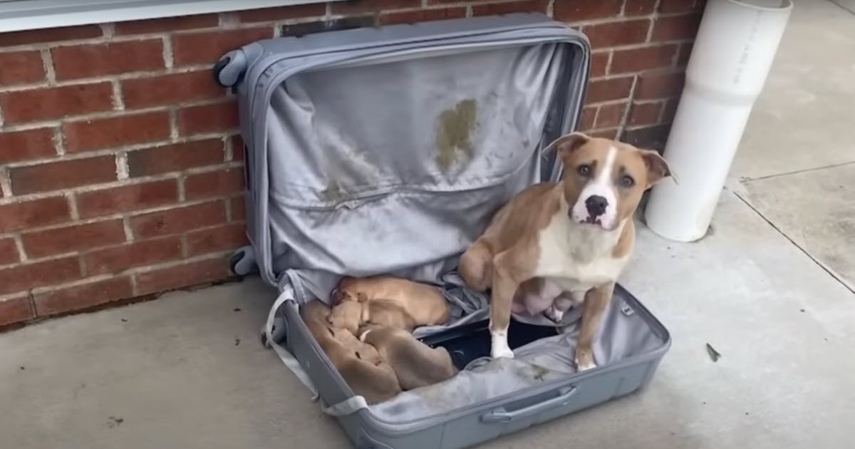 Firefighters Hear Whimpers from a Suitcase, What They Found Inside Was ‘Devastating’