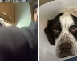 Puppy Nearly Dies After Horrific Beating—Man Now Faces Felony Charges