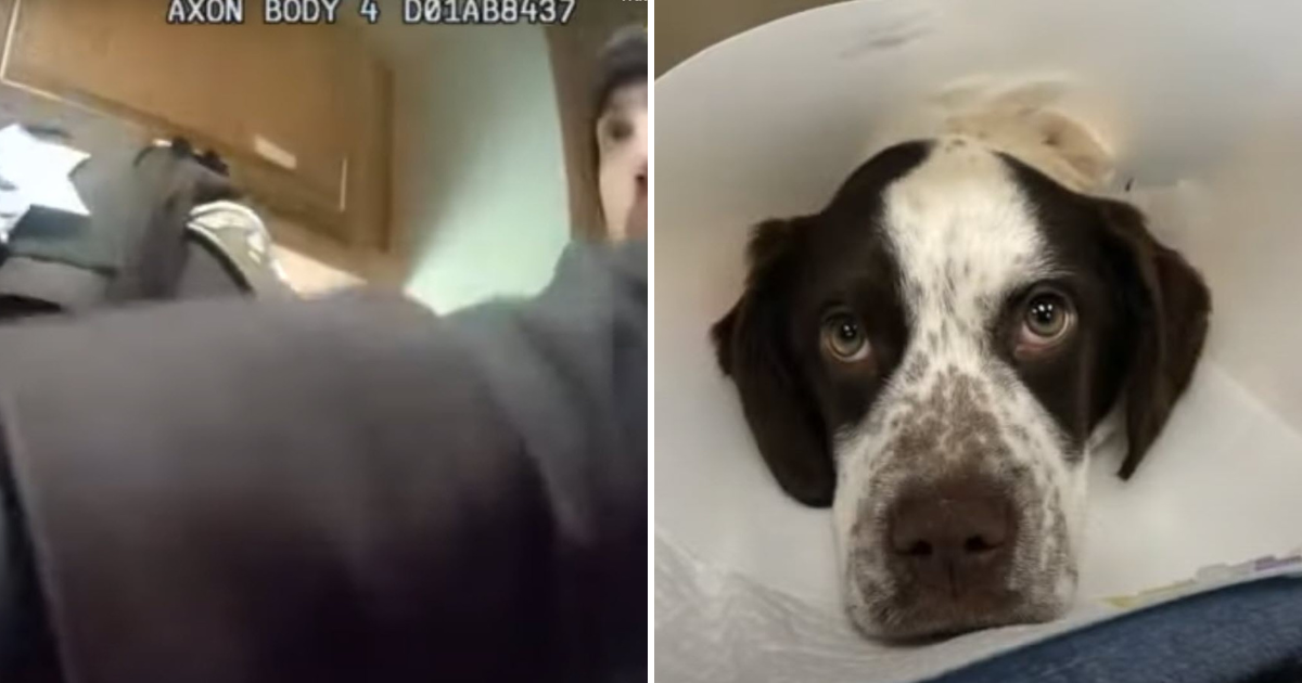 Puppy Nearly Dies After Horrific Beating—Man Now Faces Felony Charges