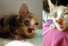 7-year-old girl saved kitten that adults were too terrified to even look at