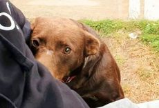 Stray Waits In Same Place Day After Day For Someone To Take Him Home