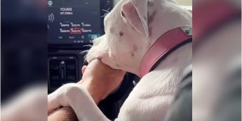 Dog’s Emotional Thank You To Rescuer As They Drive Away Together