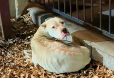 Stray Dog Laid Under Company’s Sign Waiting For Scraps And A Miracle