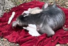 Owner Left Dog And Her Puppies With Nothing But A ‘Rain-Soaked’ Blanket