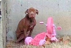 On Bone-Chilling Morning, Dog “Waited For Someone, Anyone, To Be Kind To Him”