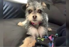 Puppy Grows Up To Look Like A Different Dog, Wonders If Dog Was Switched