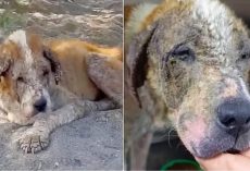 Dog Was Too Weak To Move And Too Lost To Hope, But One Woman Knew She Had The Strength All Along