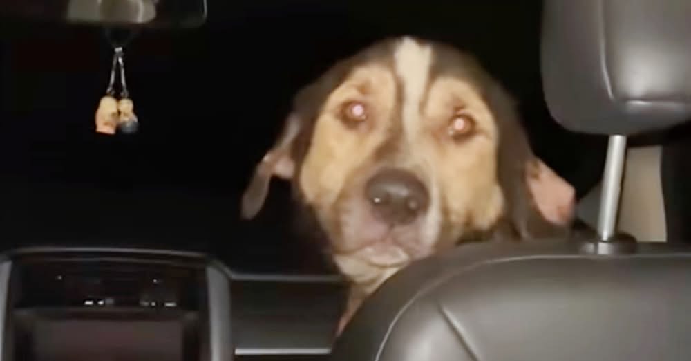 Stray Picks His Mom By Sneaking In Her Garage And Jumping Into Her Car