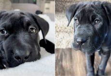 Woman Thought She Adopted A Lab Puppy, But She Was Wrong