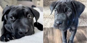Woman Thought She Adopted A Lab Puppy, But She Was Wrong
