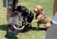 Owners Avoided Misunderstood Pit Bull, Her Joy When Someone Wants To Play