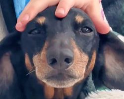 Owner ‘Invents An Excuse’ To Give 10 Year Old Dog To Shelter