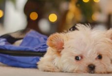 Lady Intervenes ‘Mere Moments’ Before Sick Tiny Puppy’s Set To Be Disposed Of