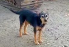 His Home Torn Down And Family Gone, Dog Was Left With Nothing