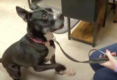 After 7 Years in a Cage, This Sweet Dog is Ready for a Family
