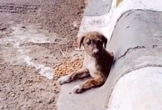 Man Driving Through Town Sees A Puppy Peering Out From Drain Pipe