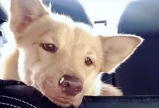 Mini Husky Watched Puppies Get Adopted As She ‘Prayed’ For Home Of Her Own