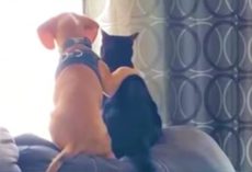 Puppy and Cat ‘Hugging It Out’ Is What Pure Love Looks Like