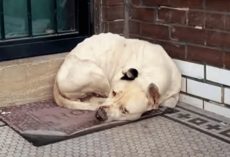 Shivering On Porch, Stray Dog Hoped The Approaching Footsteps Were For Her