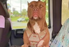 Woman’s Afraid Of The Dog She Adopted But Still Brings Him Home