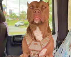 Woman’s Afraid Of The Dog She Adopted But Still Brings Him Home
