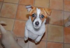 Man Drove Back To Puppy Whose ‘Pitiful’ Face Haunted Him All Day
