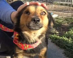 Dog Finally Rescued, Only for His Former Owner to Say ‘I Don’t Want Him Back’