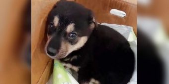 Owner Broke Puppy’s Spirit, But He Found a Home That Fixed It