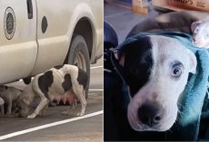 Woman’s Kindness Gets The ‘Best Of Her’ When Strays Are Spotted At Work