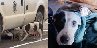 Woman’s Kindness Gets The ‘Best Of Her’ When Strays Are Spotted At Work