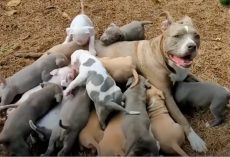 Couple Fosters Skinny Dog, Unaware She’s Pregnant With Massive Litter
