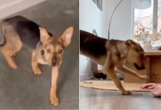 Rescue Puppy Experiences First Day In His Forever Home