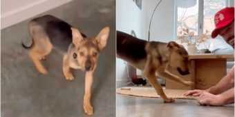 Rescue Puppy Experiences First Day In His Forever Home