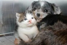 Stray Dog Climbs Down Ravine To Save Crying Kitten That Needed A Mom