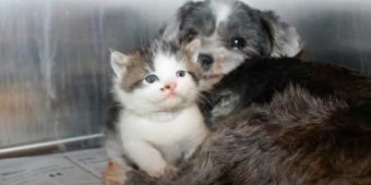Stray Dog Climbs Down Ravine To Save Crying Kitten That Needed A Mom