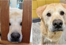 ‘Teddy Bear Face’ Dog Returned 7 Times, Doesn’t Understand What He Did Wrong