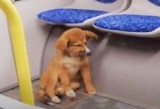 Puppy Rode Bus All Night Looking For Woman Who Promised Him A Home