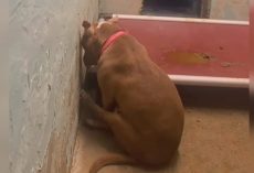 Dog Who Thought She Found A Home Hung Her Head In Shame When Given Back To Shelter