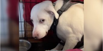 Dog Flinched And Cowered In Kennel, Took 420 Days To Feel Safe