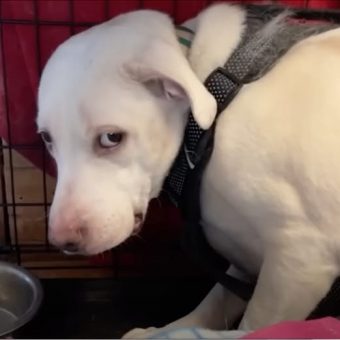 Dog Flinched And Cowered In Kennel, Took 420 Days To Feel Safe